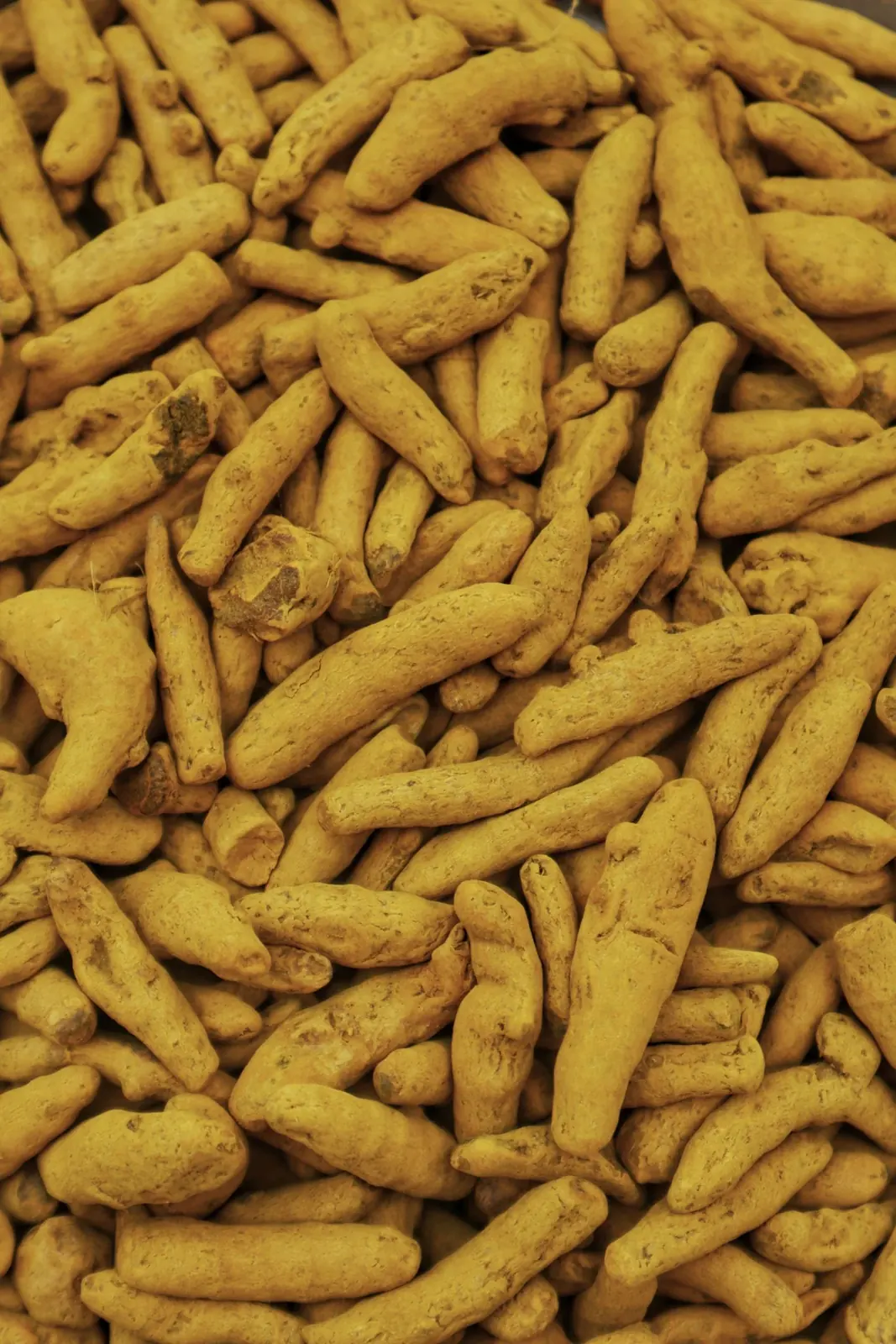 Dried turmeric fingers in close-up